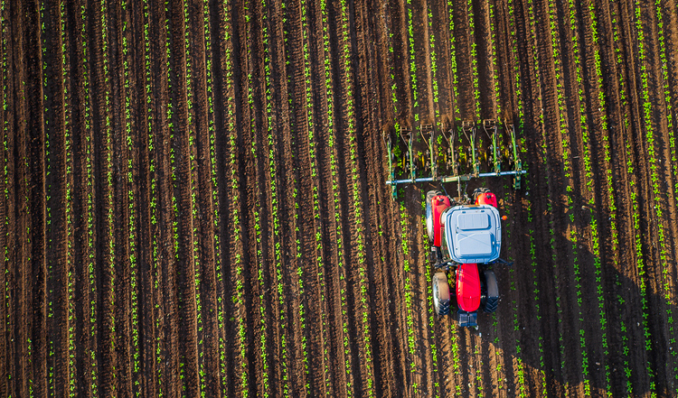 kingdom new lands farmers not farming kingdom new lands farmers not farming